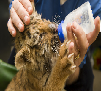 Animal's welfare